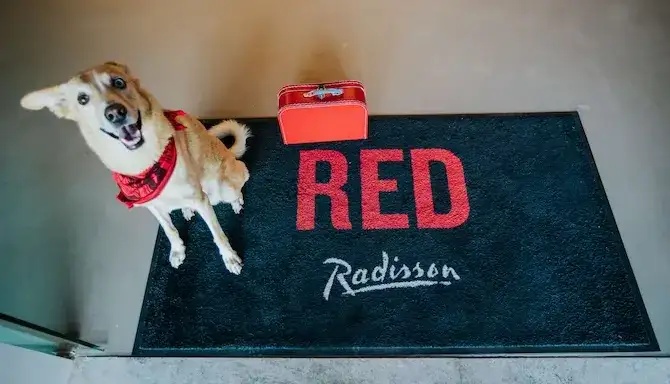 Pet friendly hotels UAE​