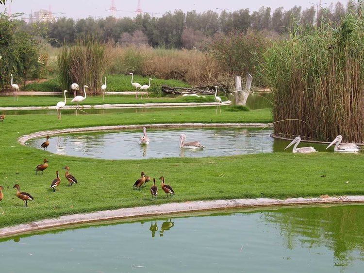 Wildlife and Nature Reserves of the UAE