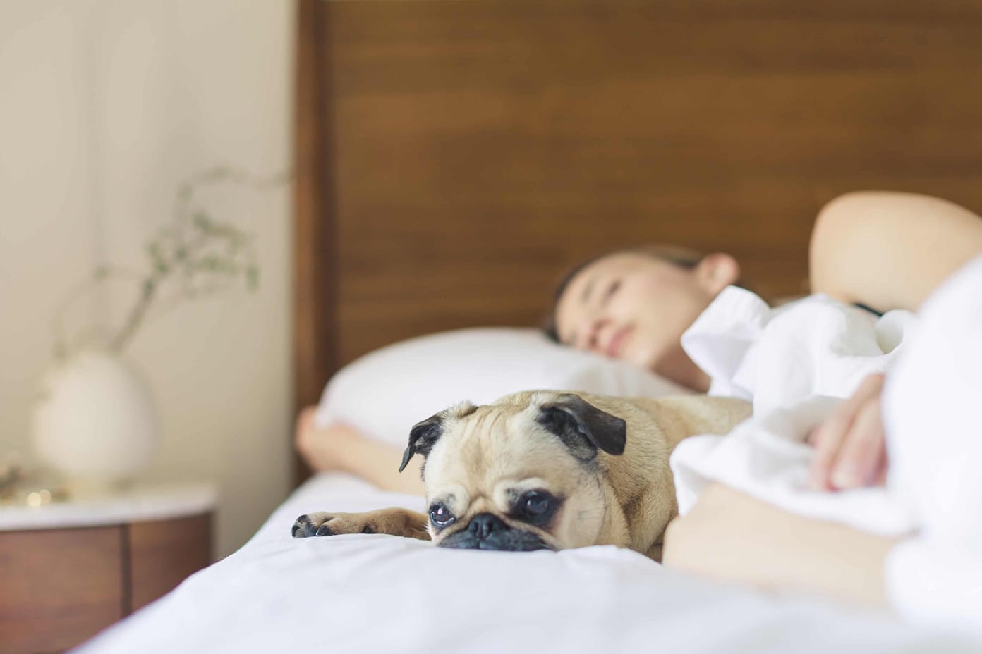 Pet friendly hotels UAE​