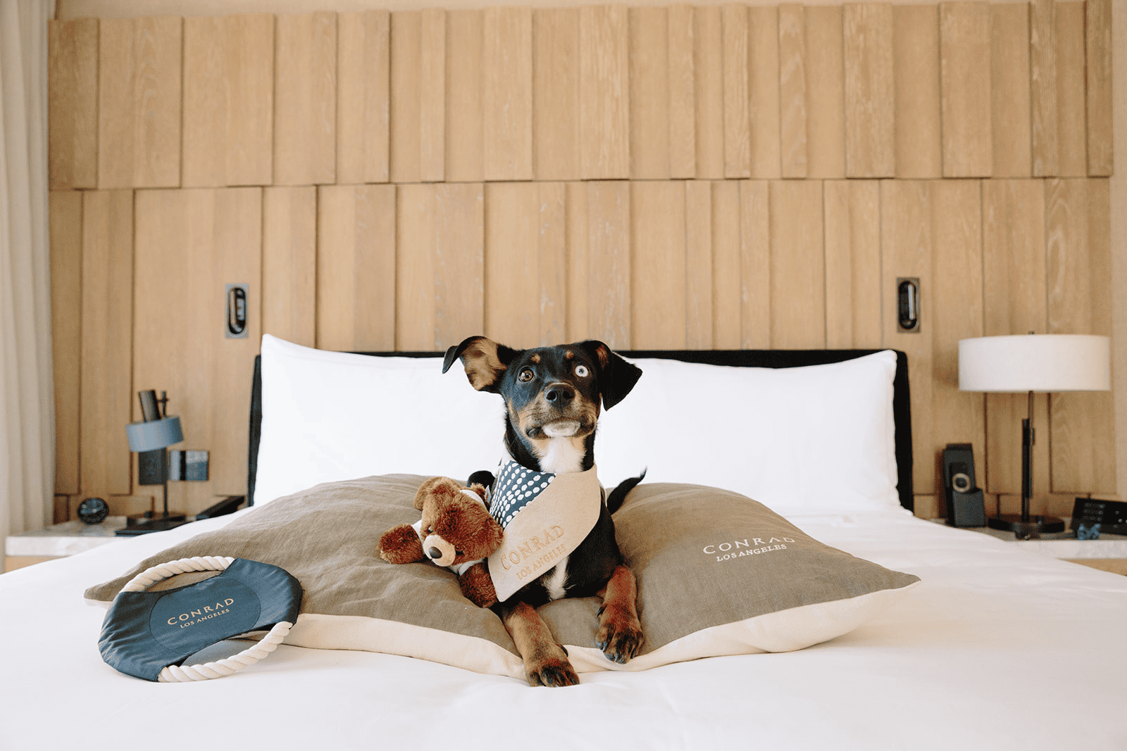 pet friendly hotels in abu dhabi​
